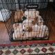 Golden Retriever Puppies for sale in Huntington, WV, USA. price: $600