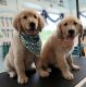 Golden Retriever Puppies for sale in Imlay City, MI 48444, USA. price: NA
