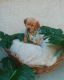 Golden Retriever Puppies for sale in Carolina Beach, NC 28428, USA. price: $860