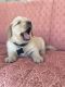 Golden Retriever Puppies for sale in Iona, ID, USA. price: NA