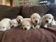 Golden Retriever Puppies for sale in Crystal, MI 48818, USA. price: NA