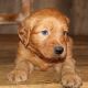 Golden Retriever Puppies for sale in Washington, DC, USA. price: $600