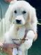 Golden Retriever Puppies for sale in Memphis, TN, USA. price: NA