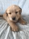 Golden Retriever Puppies for sale in Waterford, ME 04088, USA. price: $950