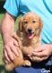 Golden Retriever Puppies for sale in Nappanee, IN 46550, USA. price: $300
