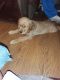 Golden Retriever Puppies for sale in Woodstock, IL 60098, USA. price: $400