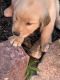 Golden Retriever Puppies for sale in Dowagiac, MI 49047, USA. price: NA