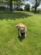 Golden Retriever Puppies for sale in New Haven, IN, USA. price: NA