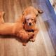 Golden Retriever Puppies for sale in Blue Mounds, WI 53517, USA. price: NA