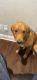 Golden Retriever Puppies for sale in 409 Live Oak Dr, Mansfield, TX 76063, USA. price: NA