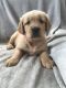 Golden Retriever Puppies for sale in Waterford, ME 04088, USA. price: $950
