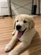Golden Retriever Puppies for sale in 11360 Iowa Ave, Los Angeles, CA 90025, USA. price: NA