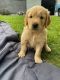 Golden Retriever Puppies for sale in Salol, MN 56756, USA. price: NA