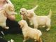 Golden Retriever Puppies for sale in New York, NY, USA. price: $700