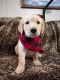 Golden Retriever Puppies for sale in Paris, TX 75460, USA. price: NA