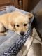 Golden Retriever Puppies for sale in Medinah, IL 60157, USA. price: NA