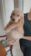 Golden Retriever Puppies for sale in Chino Hills, CA, USA. price: NA