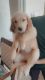 Golden Retriever Puppies for sale in Chino Hills, CA, USA. price: NA