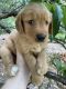 Golden Retriever Puppies for sale in Mt Airy, NC 27030, USA. price: NA