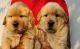 Golden Retriever Puppies for sale in Salem, Tamil Nadu, India. price: 12000 INR