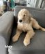 Golden Retriever Puppies for sale in Tolleson, AZ, USA. price: NA