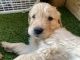 Golden Retriever Puppies for sale in Norwalk, CA, USA. price: NA