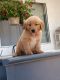 Golden Retriever Puppies for sale in San Diego, CA, USA. price: $800
