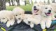 Golden Retriever Puppies for sale in Roosevelt, UT 84066, USA. price: NA