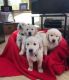 Golden Retriever Puppies for sale in 8 Hornbeam Dr, Moorestown, NJ 08057, USA. price: NA