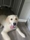 Golden Retriever Puppies for sale in New York, NY, USA. price: $2,000