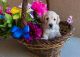 Golden Retriever Puppies for sale in Albuquerque, NM, USA. price: $1,500