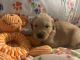 Golden Retriever Puppies for sale in Daphne, AL, USA. price: NA