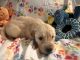 Golden Retriever Puppies for sale in Daphne, AL, USA. price: $800