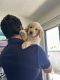 Golden Retriever Puppies for sale in Thousand Oaks, CA, USA. price: $1,500
