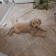 Golden Retriever Puppies for sale in Huntington, WV, USA. price: $550