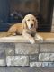 Golden Retriever Puppies for sale in Thayer, MO 65791, USA. price: $300