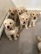 Golden Retriever Puppies for sale in Caruthers, CA 93609, USA. price: NA