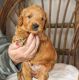 Golden Retriever Puppies for sale in Carolina Beach, NC 28428, USA. price: $800