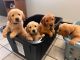Golden Retriever Puppies for sale in Los Angeles, CA, USA. price: $500
