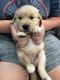 Golden Retriever Puppies for sale in 621 S Cumberland St, Lebanon, TN 37087, USA. price: NA