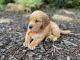 Golden Retriever Puppies for sale in Conway, AR, USA. price: $900