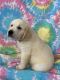 Golden Retriever Puppies for sale in Lancaster, PA, USA. price: $495