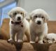 Golden Retriever Puppies for sale in Missouri City, TX 77489, USA. price: NA