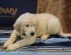 Golden Retriever Puppies for sale in Mt Airy, GA, USA. price: NA
