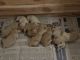 Golden Retriever Puppies for sale in Shafter, CA, USA. price: NA
