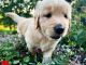 Golden Retriever Puppies for sale in 850 Diggs Rd, Paris, TN 38242, USA. price: $875