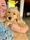 Golden Retriever Puppies for sale in Ashdown, AR 71822, USA. price: $600