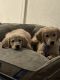 Golden Retriever Puppies for sale in Ontario, CA, USA. price: $1,000