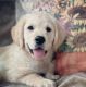 Golden Retriever Puppies for sale in Cinebar, WA 98533, USA. price: $1,500