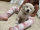 Golden Retriever Puppies for sale in Oakland, TN, USA. price: $850